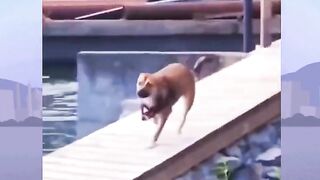 Funny animal videos #shorts