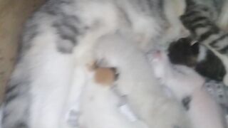 6 bayi kucing di asuh 2 induk kucing