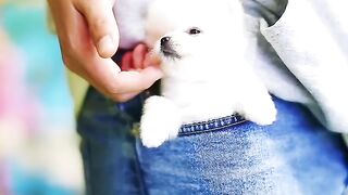 smallest dogs in the world ll #liveshorts #shorts #factslive.