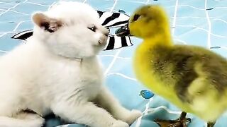 Cute pet