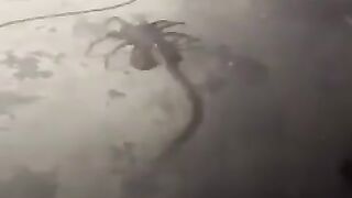 A practical facehugger on the set of the new Alien movie.