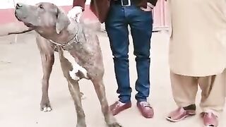 Top Bully Dogs