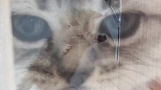 Kitten playing