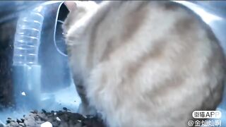 Orange Cat Behavior ????