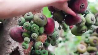 Fig harvesting