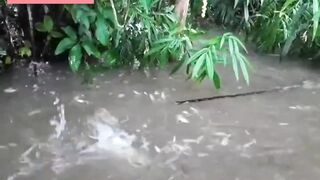 Big Fish catch small fish