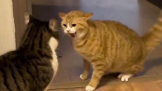 Cates