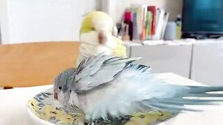 Birds washing herself