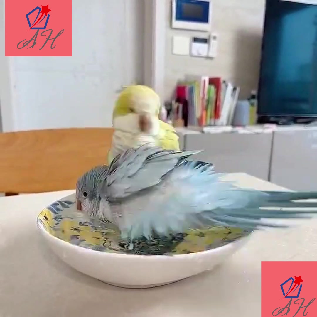 Birds washing herself Birds washing themselves is a common and essential behavior observed among