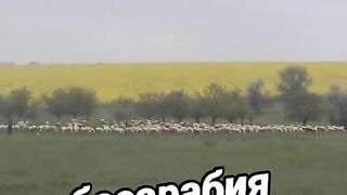 БЕСАРАБИЯ