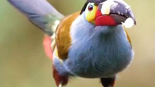 animal video