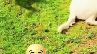 Animal fun