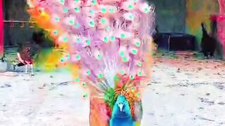 Peacock Dance  showing Colorful Feathers