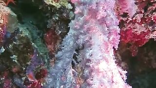 Ocean life