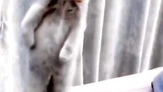 Vey funny video
