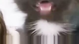 Very funny video