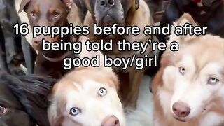Dogs before and after they're told they're a good boy/girl.
