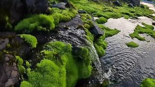 A beautiful environment that relaxes the mind