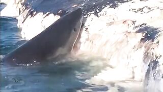 The shark eating dead whale