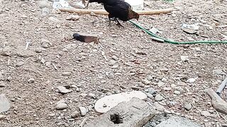 Ayam viral