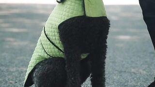 DOG CUTE 5