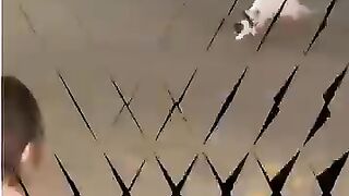 القطة ومافعلته الأم شيء عجيب