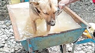 Dog Hygiene