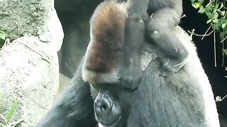 mother and baby gorilla