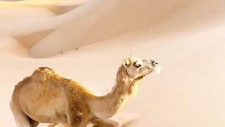 سبحان الخالق