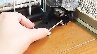 FUNNY VIDEO