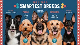 Which Dog Breed Is The Smartest? Top 5 Smartest Dog Breeds