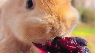 Little rabbit eats prickly pear fruit???? cute pet rabbit cute garden pet.