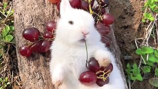 Little cute pet in the garden_ The little rabbit misses you???? Cute pet Rabbit Little cute.