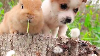 I don't understand why dogs eat dandelions too???? dog rabbit cute garden pet cute pet.
