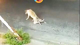 حتى الكلاب