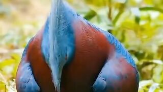 The crowned pigeon wildlife birds