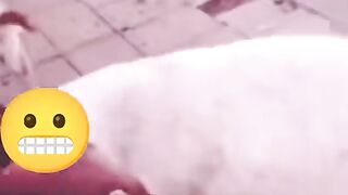 Khtanak bakra ????????????