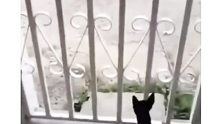 Dog ???????? only for home ????????