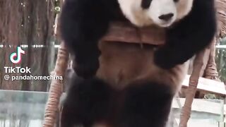 Funny panda