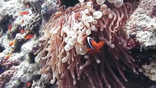 Clown fish