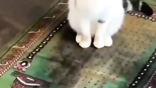 praying cat