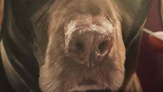 A quick timelapse showing the nose area of my recent pet portrait oil painting.