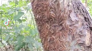 Funny insect
