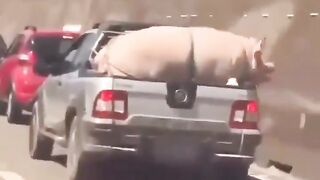 of a hog/pig