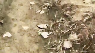 Puppy run off with mic