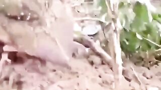 What do you think this strange creature is?