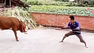 Funny clips