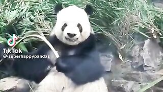 Hungry panda