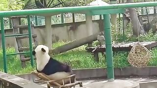 #shorts #funny #cat #dog #animals (51)