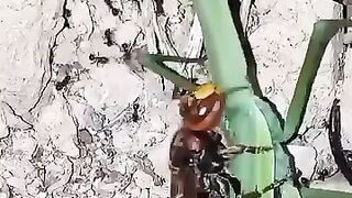 A wasp eating a mantis alive which is eating a wasp alive.
